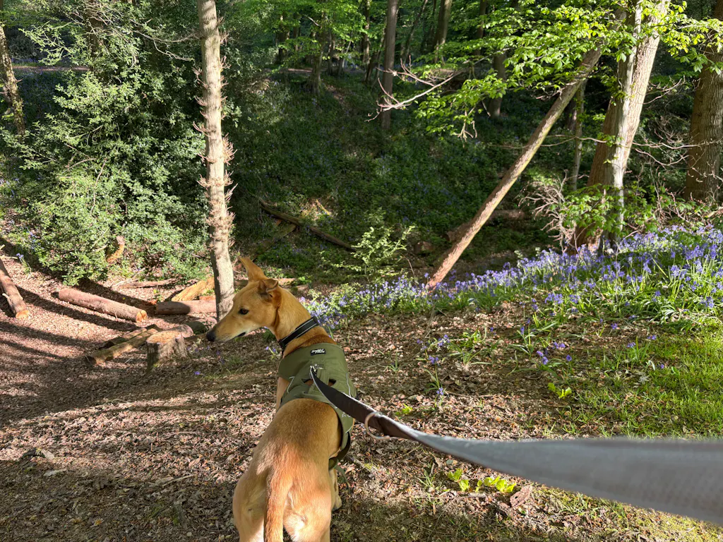 Double Ended Dog Lead - Training Lead With Comfort Mesh Padding