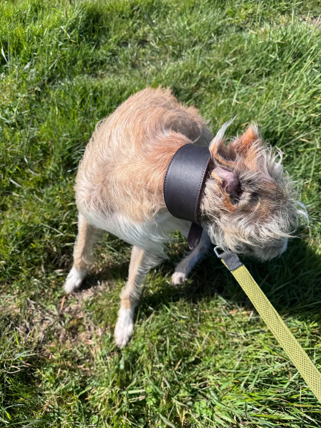 Leather Sighthound Fishtail Collar | Ideal For Whippets, Greyhounds and Lurchers