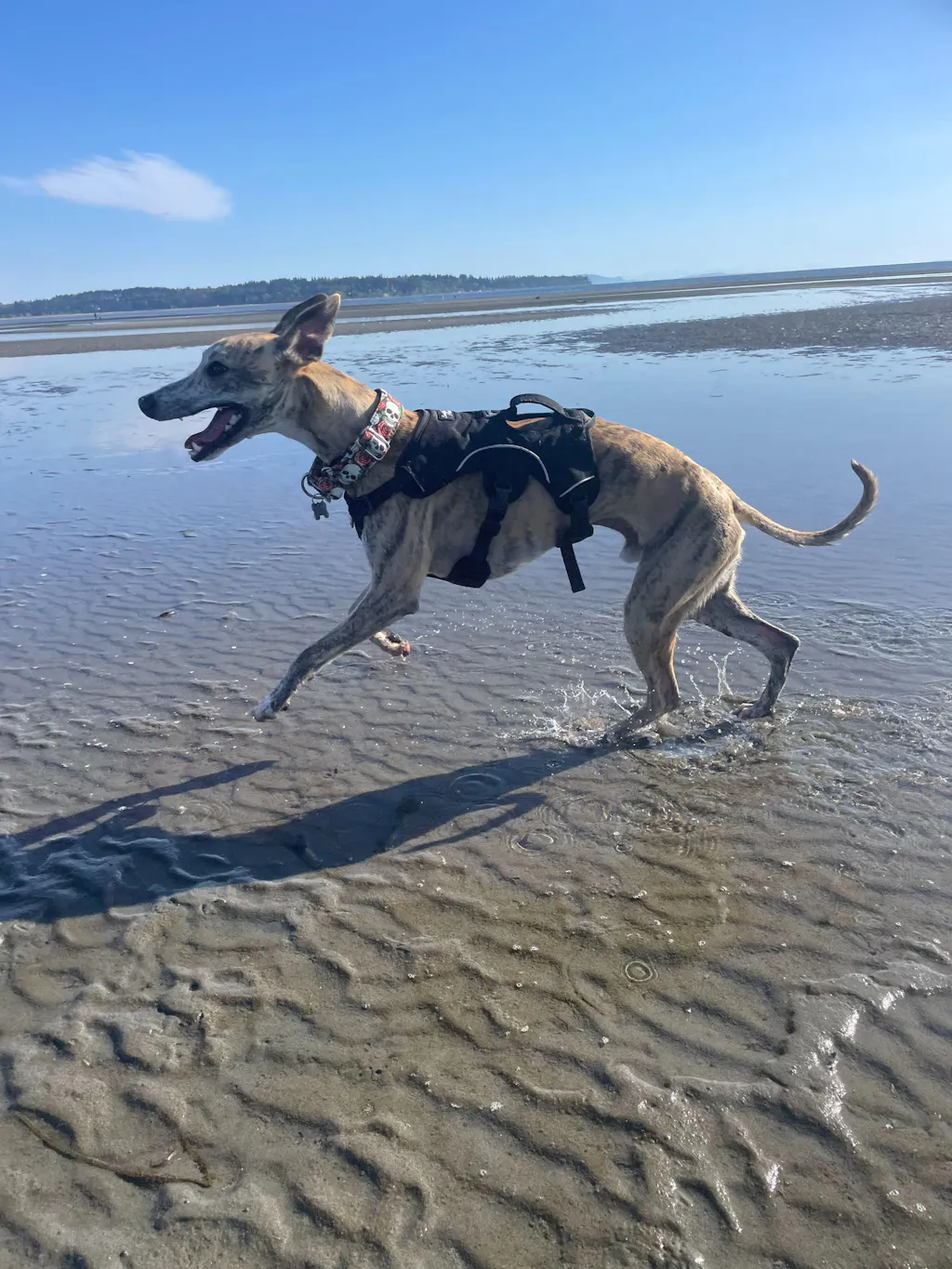 Sighthound Harness | Whippets, Greyhounds & Lurchers | Escape Proof