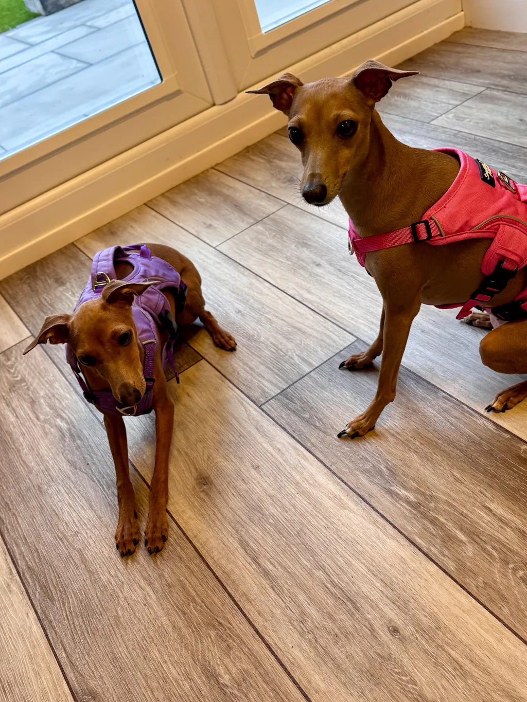 Sighthound Harness | Whippets, Greyhounds & Lurchers | Escape Proof