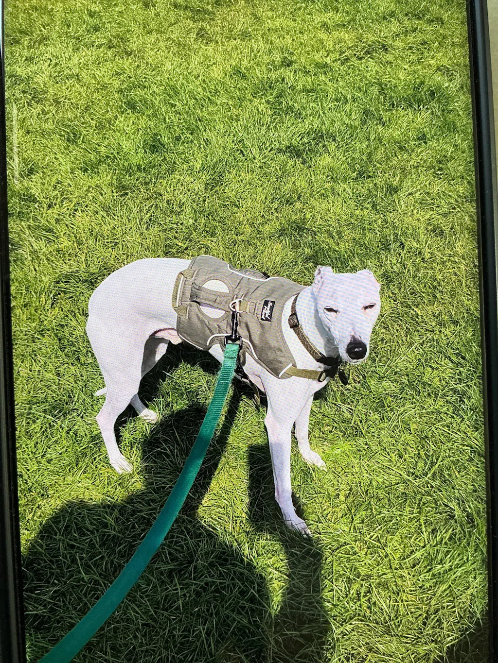 ID Dog Collar - Padded & Reflective- Greyhounds & Whippets