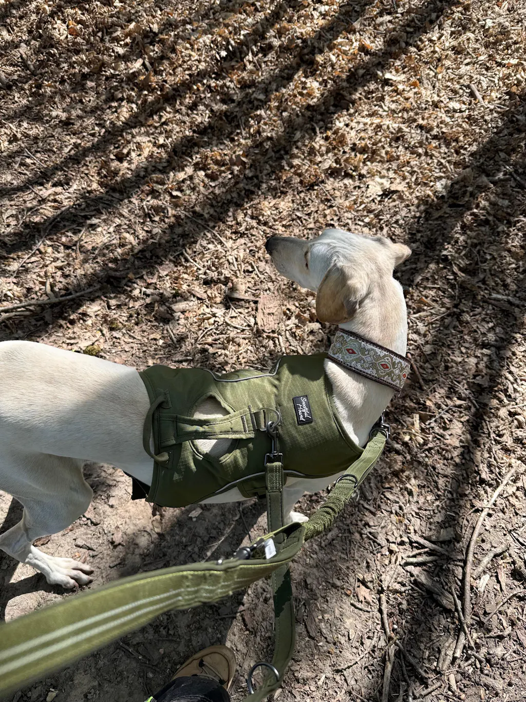 Sighthound Harness | Whippets, Greyhounds & Lurchers | Escape Proof