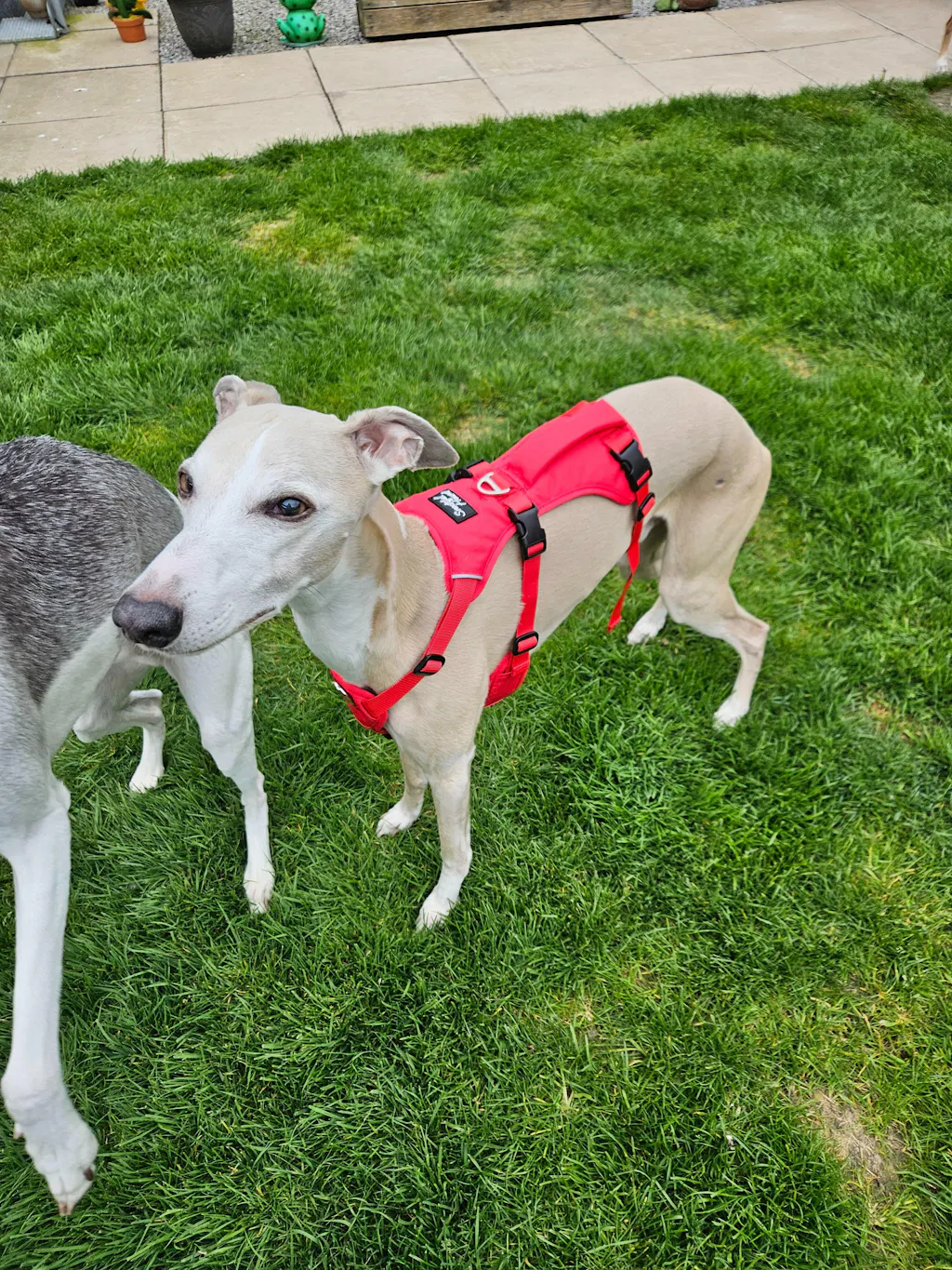 Lightweight Summer Harness for Sighthounds | Breathable, Comfortable & Escape Proof