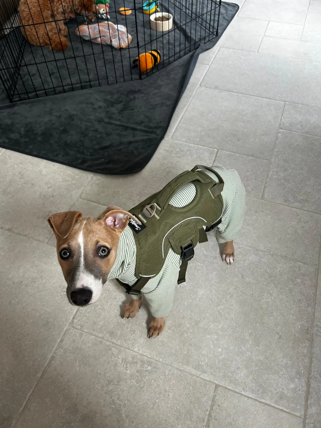 Sighthound Harness | Whippets, Greyhounds & Lurchers | Escape Proof
