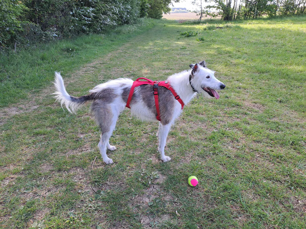 Lightweight Summer Harness for Sighthounds | Breathable, Comfortable & Escape Proof