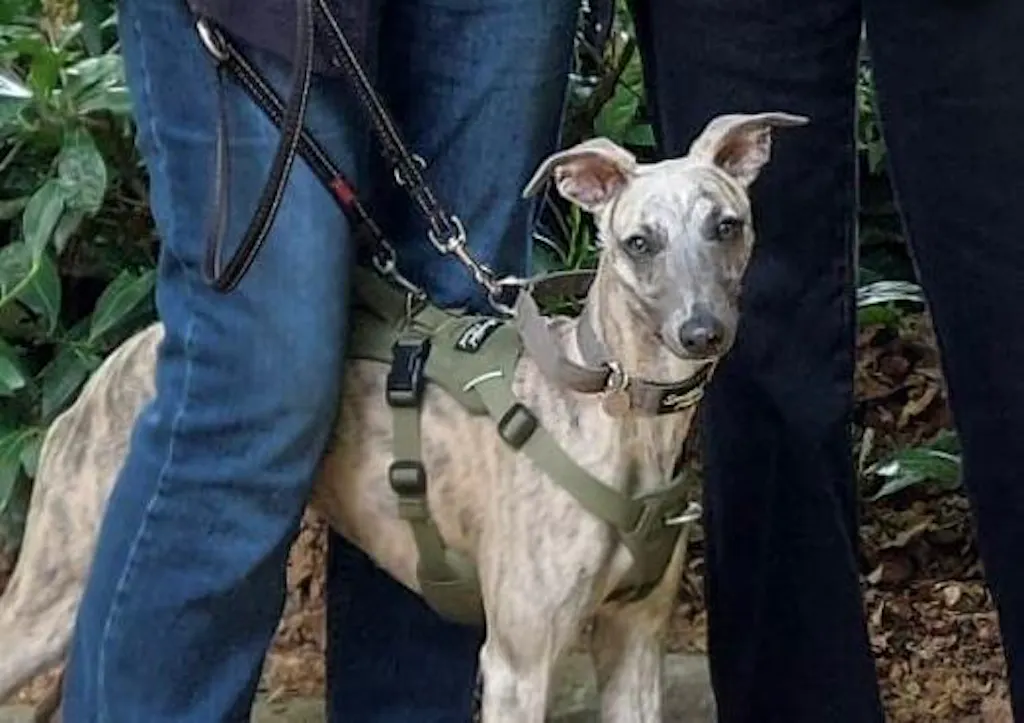 Lightweight Summer Harness for Sighthounds | Breathable, Comfortable & Escape Proof