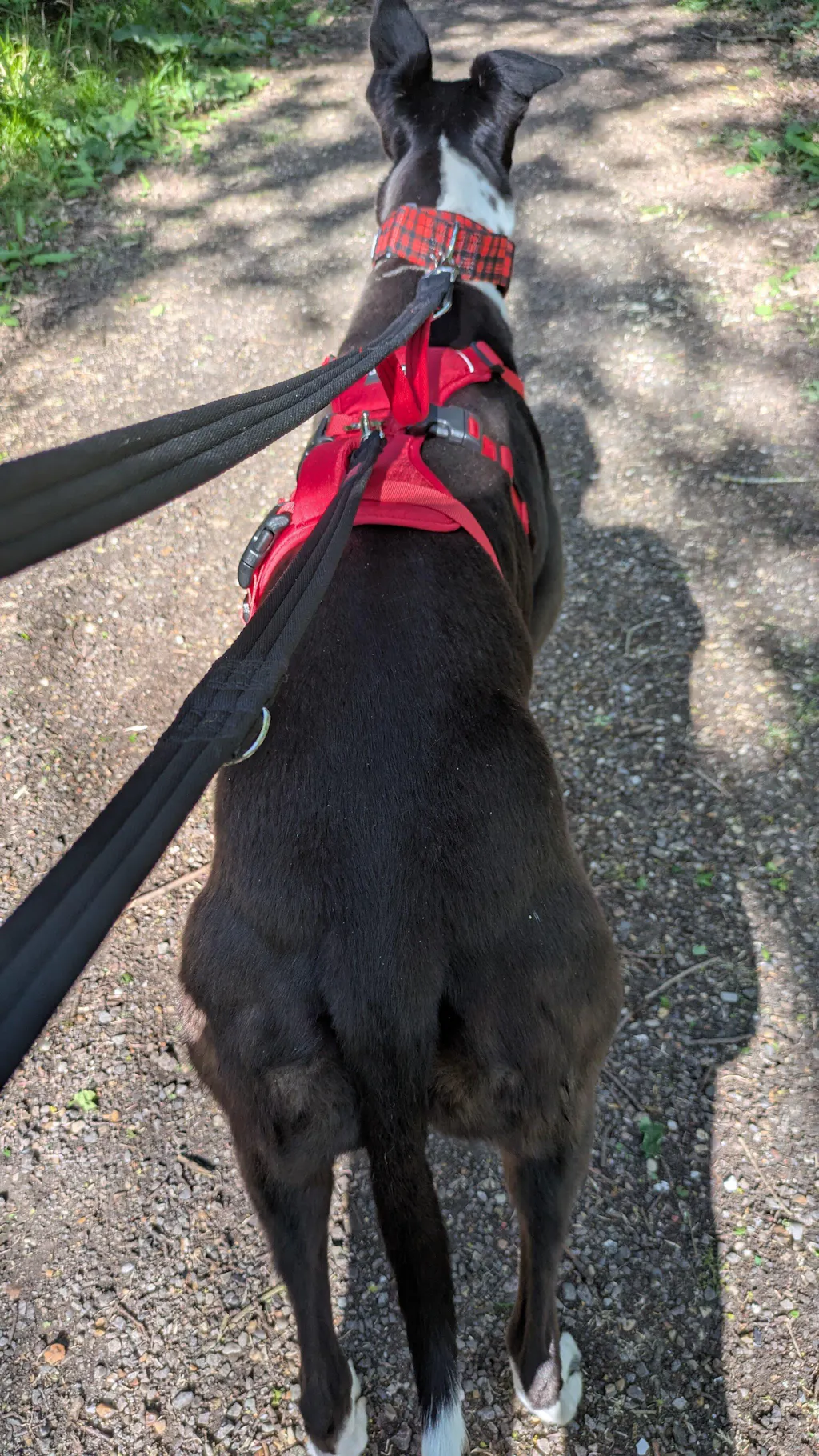 Lightweight Summer Harness for Sighthounds | Breathable, Comfortable & Escape Proof