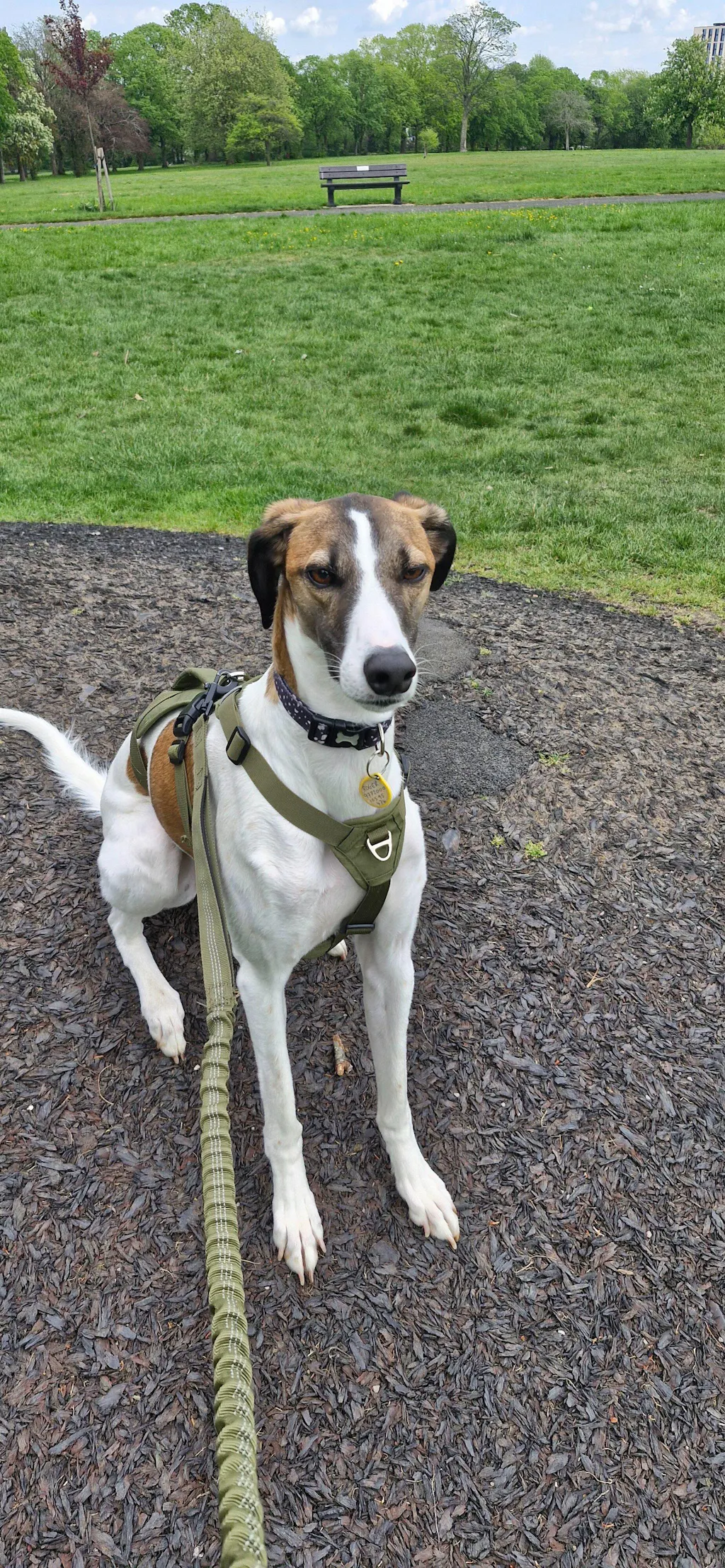 Lightweight Summer Harness for Sighthounds | Breathable, Comfortable & Escape Proof