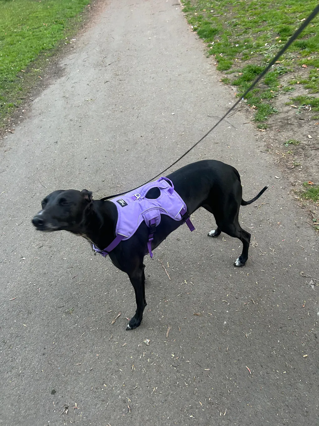 Sighthound Harness | Whippets, Greyhounds & Lurchers | Escape Proof