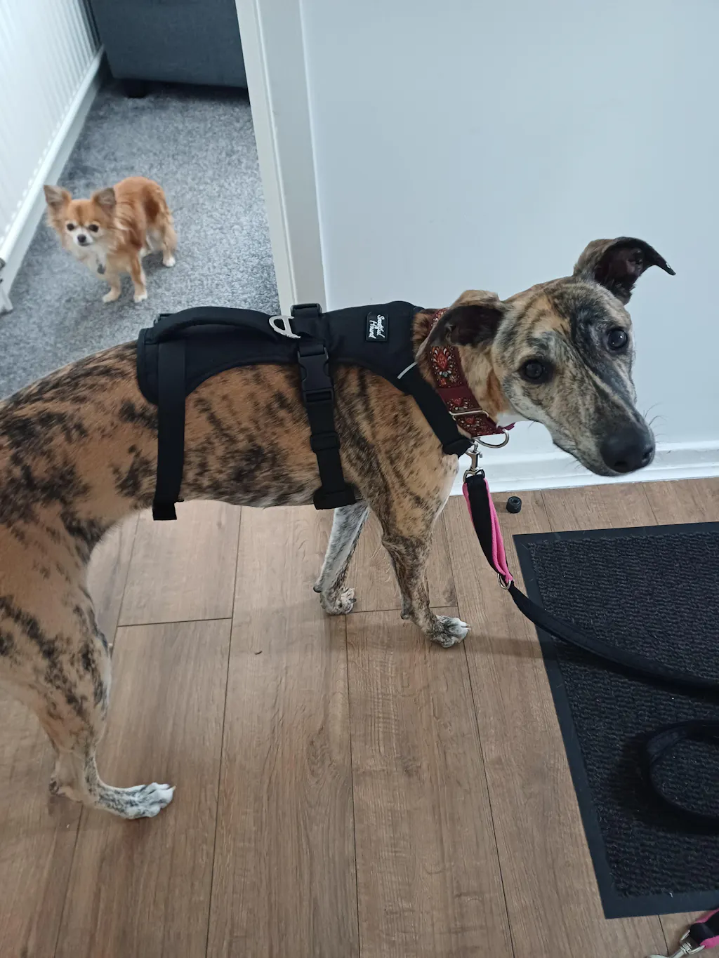 Lightweight Summer Harness for Sighthounds | Breathable, Comfortable & Escape Proof