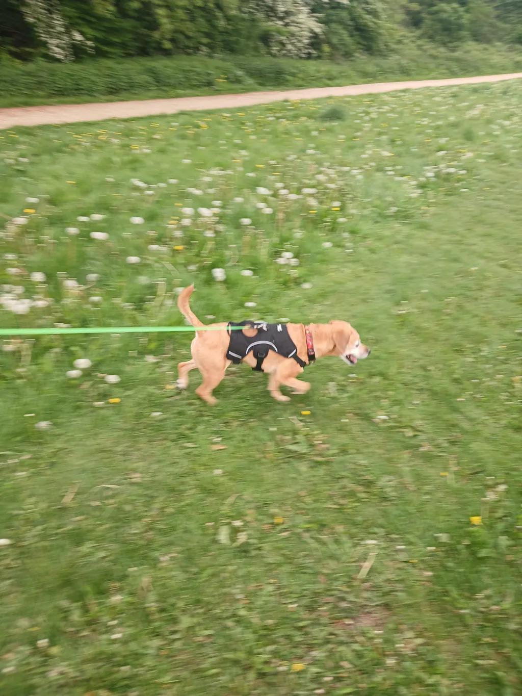 Sighthound Harness | Whippets, Greyhounds & Lurchers | Escape Proof