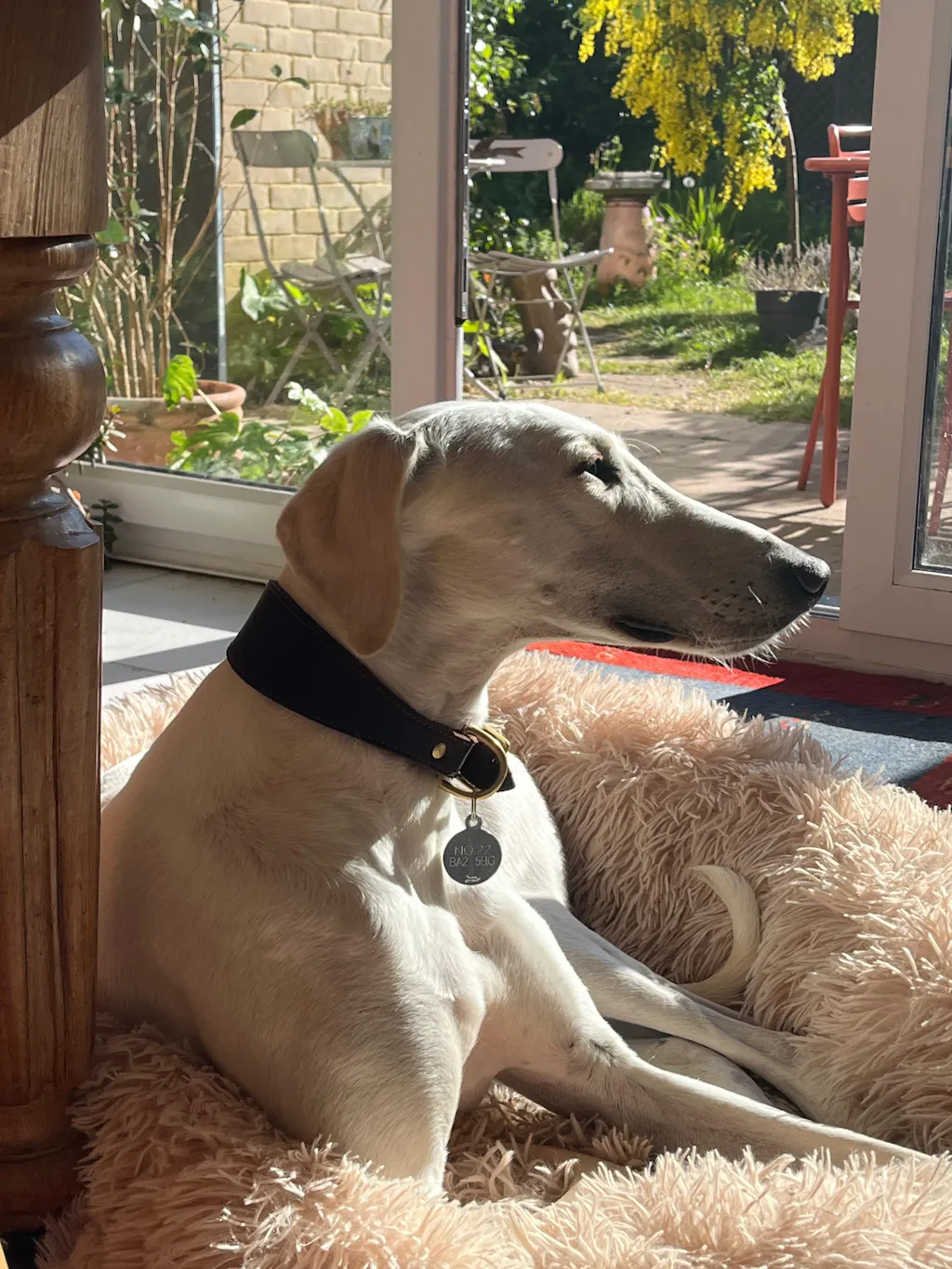 Leather Sighthound Fishtail Collar | Ideal For Whippets, Greyhounds and Lurchers