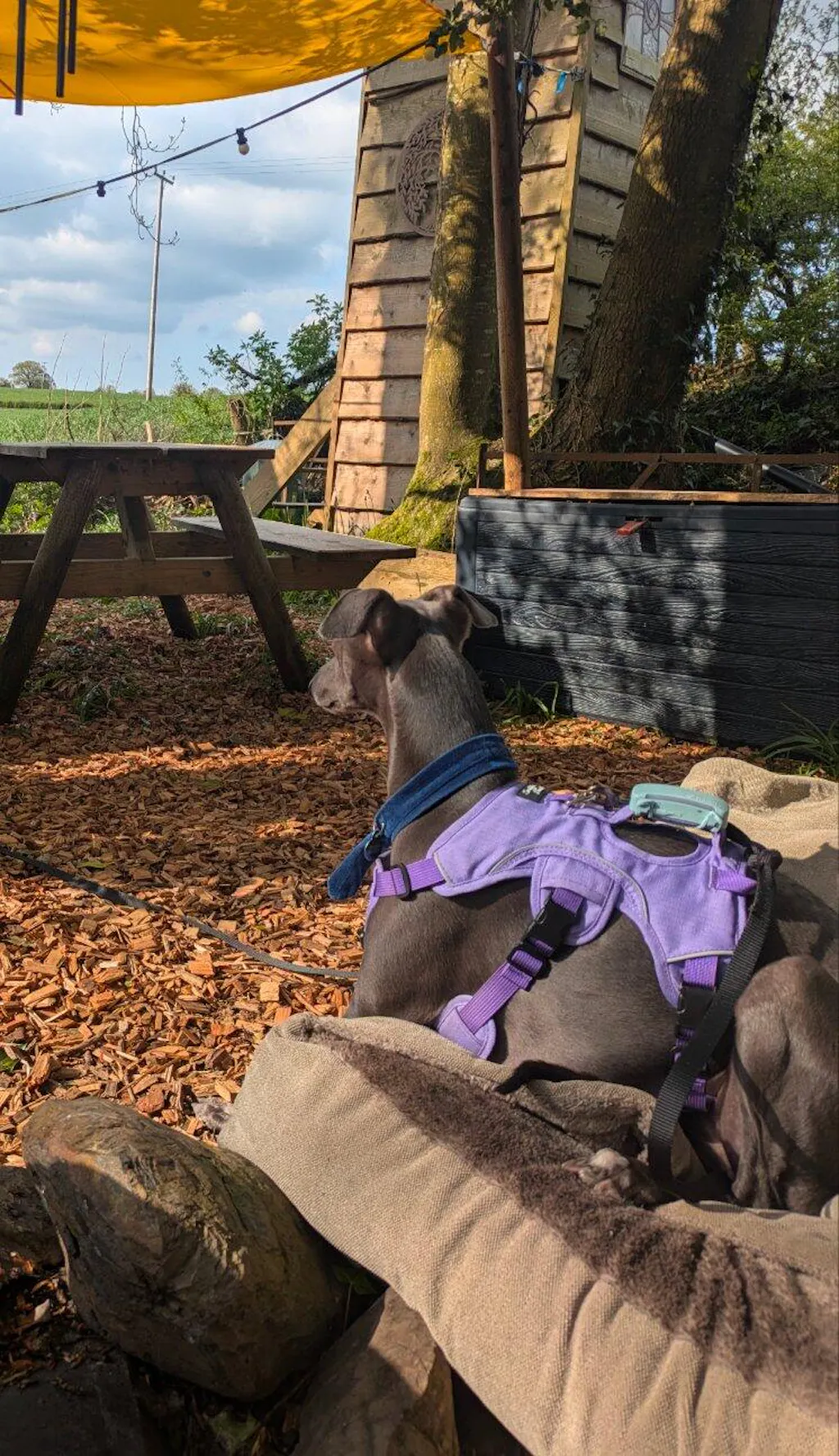 Sighthound Harness | Whippets, Greyhounds & Lurchers | Escape Proof