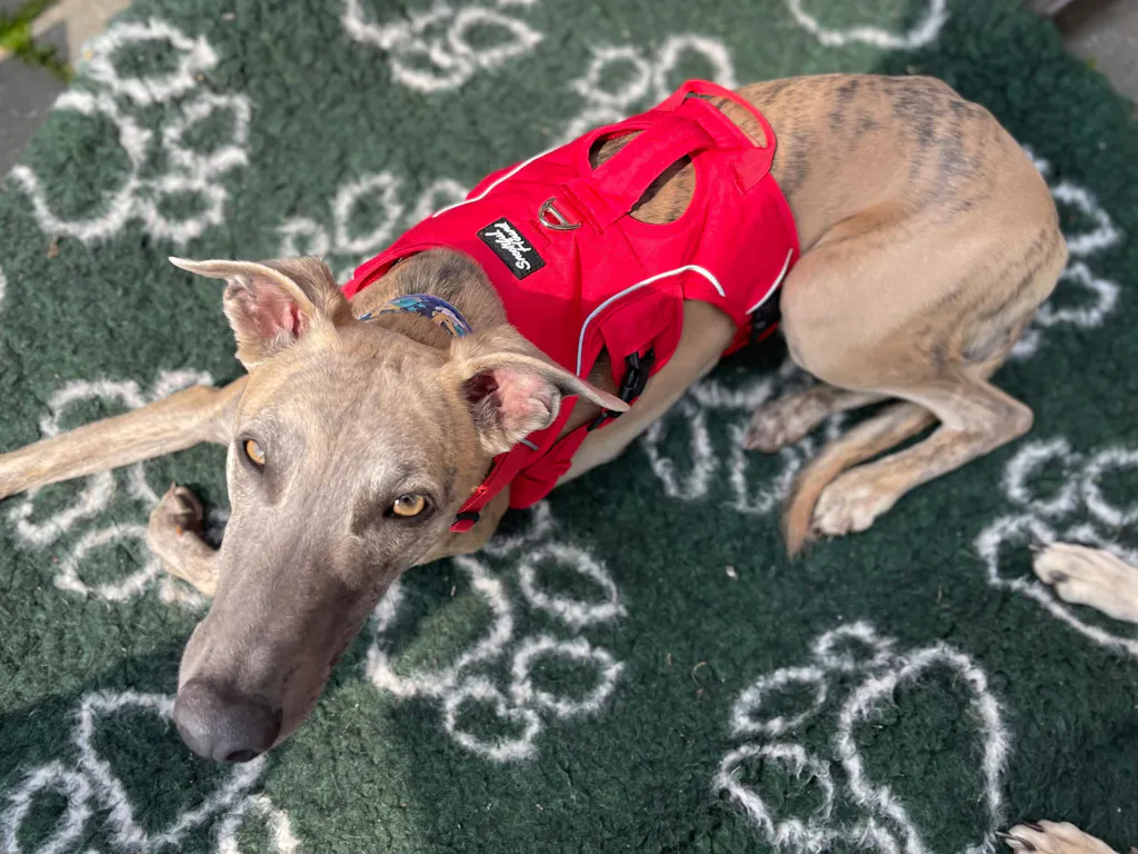 Sighthound Harness | Whippets, Greyhounds & Lurchers | Escape Proof