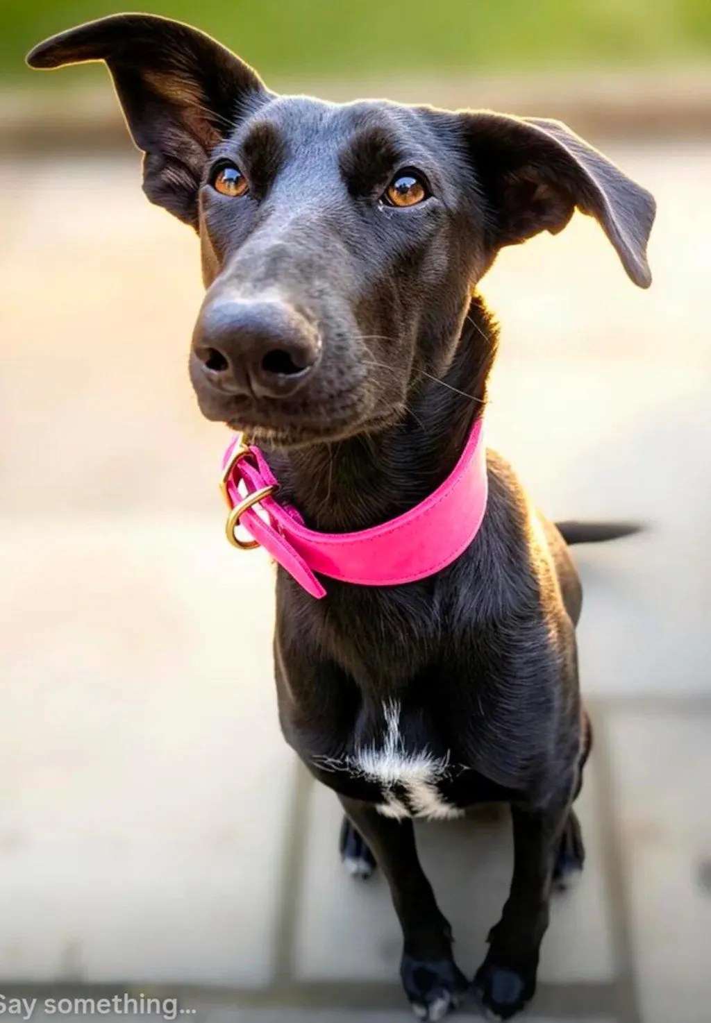Leather Sighthound Fishtail Collar | Ideal For Whippets, Greyhounds and Lurchers