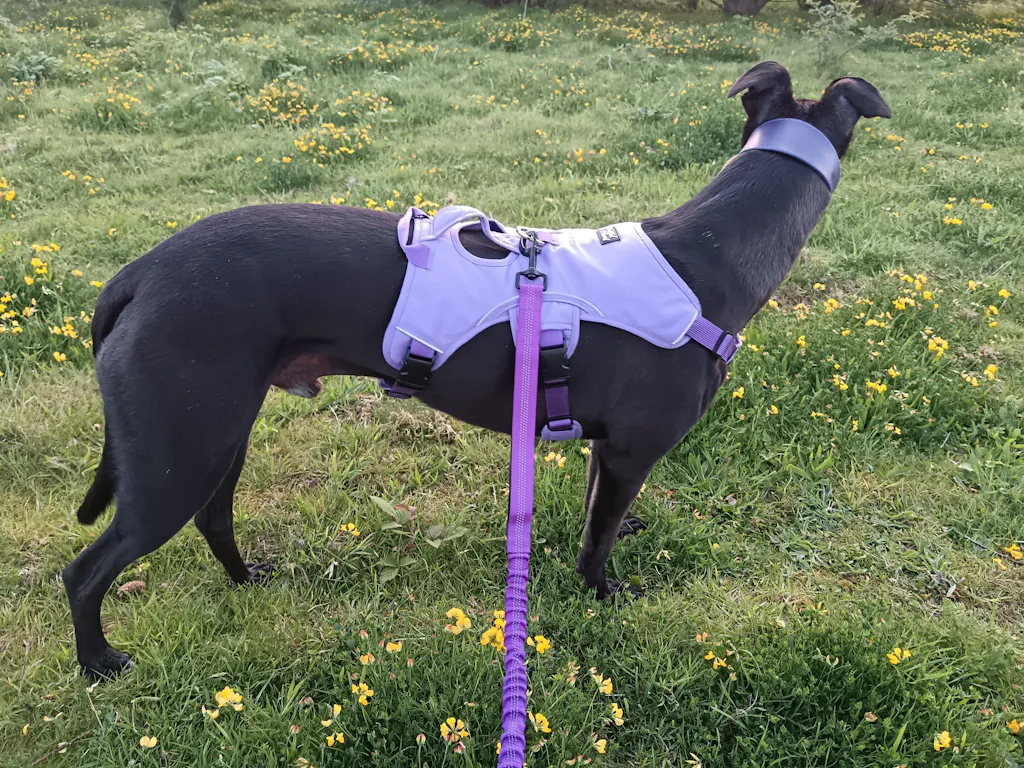 Sighthound Harness | Whippets, Greyhounds & Lurchers | Escape Proof