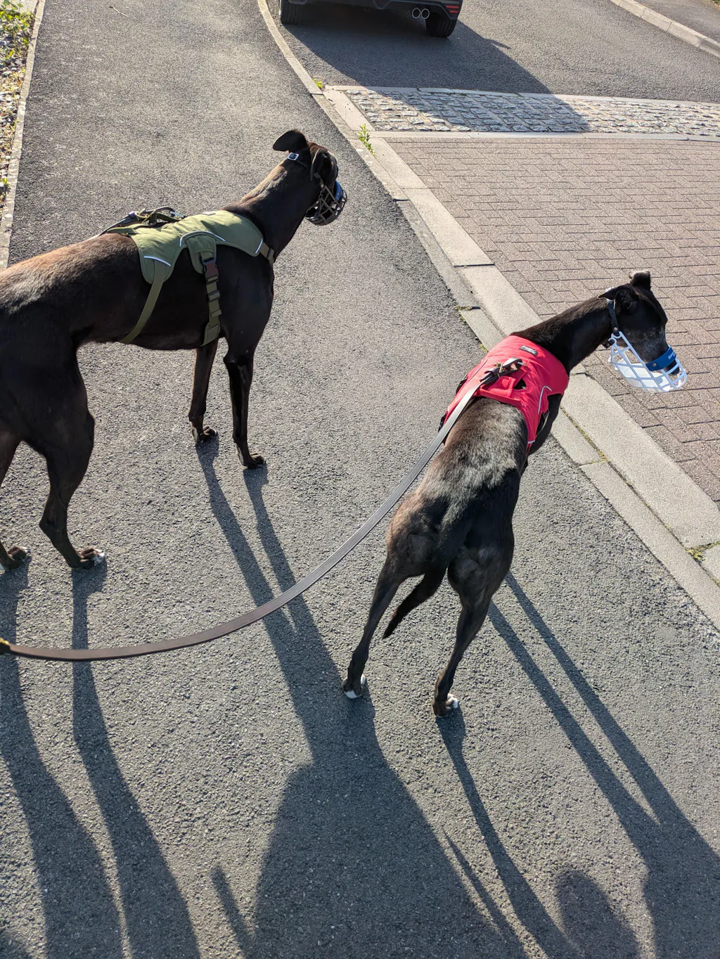 Sighthound Harness | Whippets, Greyhounds & Lurchers | Escape Proof