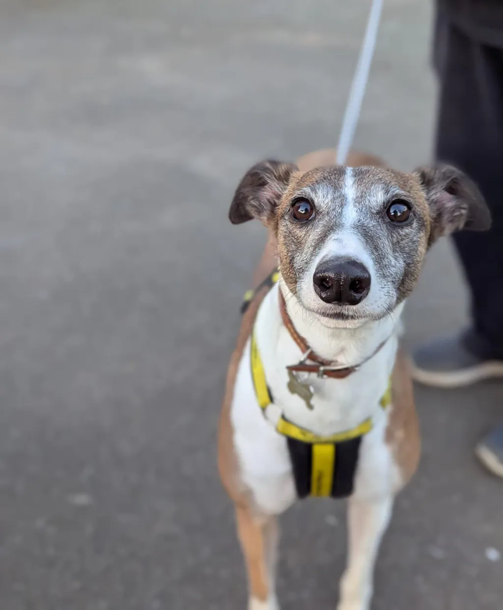 Lightweight Summer Harness for Sighthounds | Breathable, Comfortable & Escape Proof