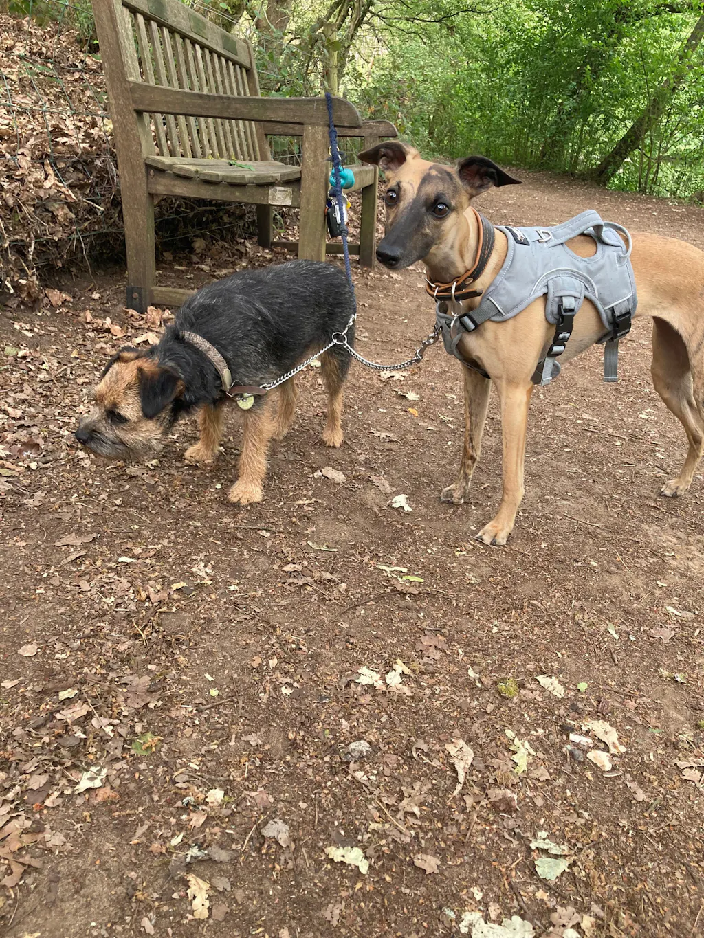Sighthound Harness | Whippets, Greyhounds & Lurchers | Escape Proof