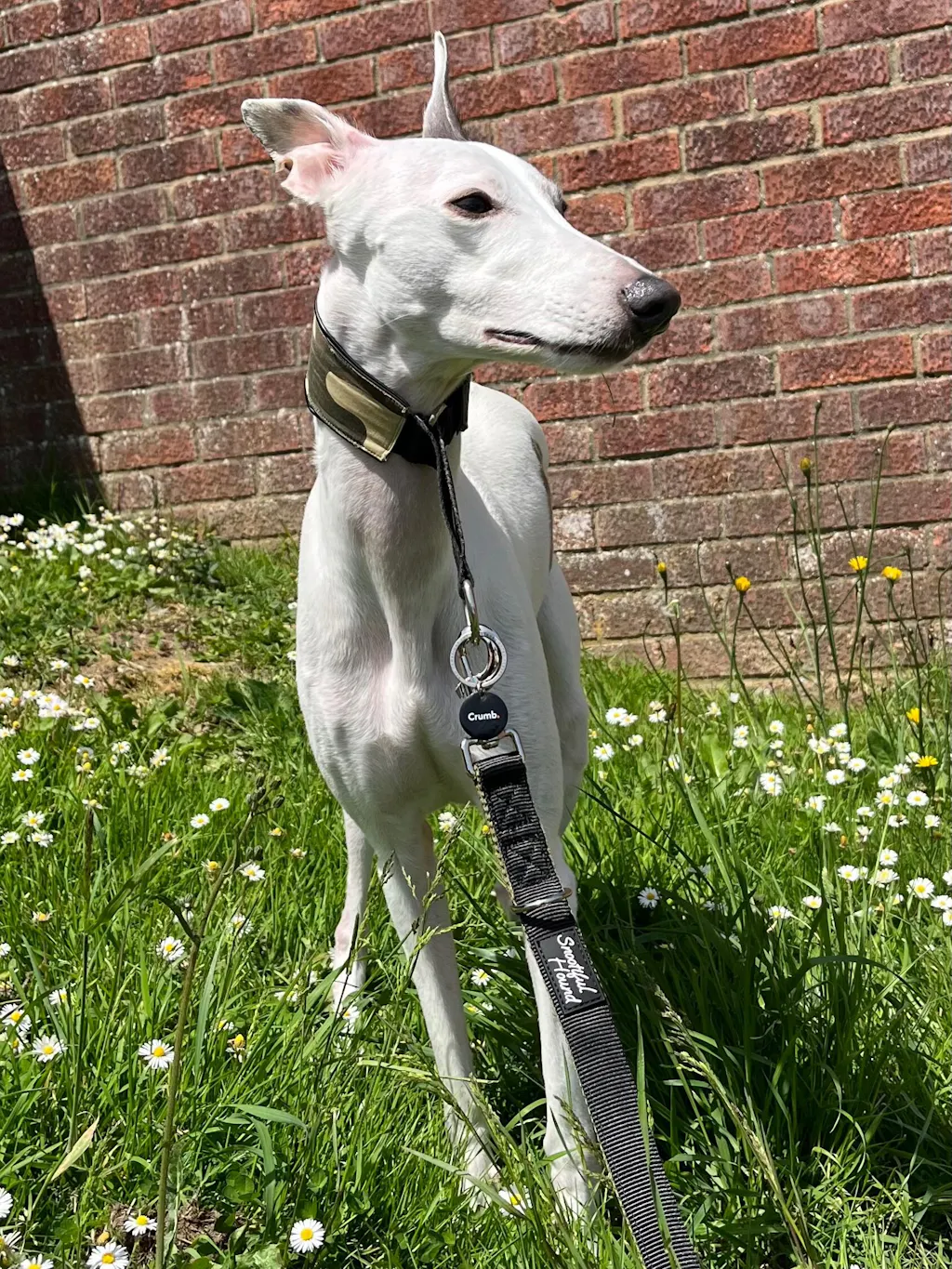 Double Ended Dog Lead - Training Lead With Comfort Mesh Padding