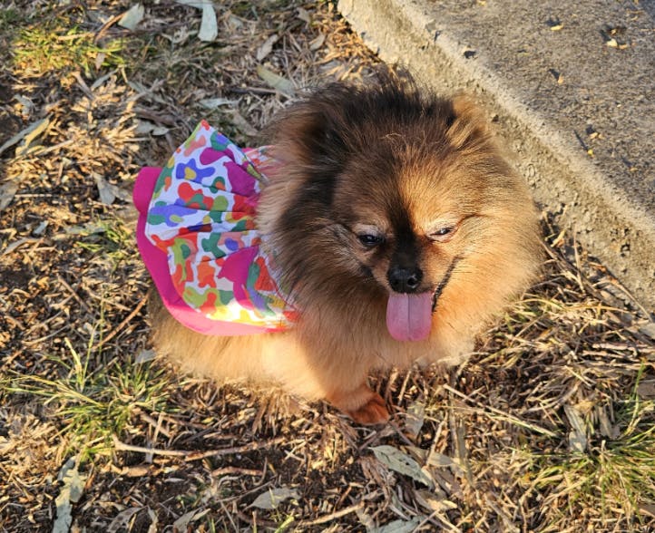 Small Dog Harnesses Also a Dog Dress Page 2