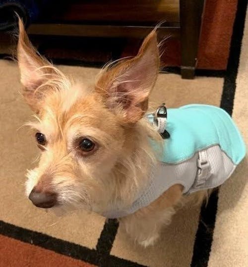 CHILLVEST™ - Cooling vest