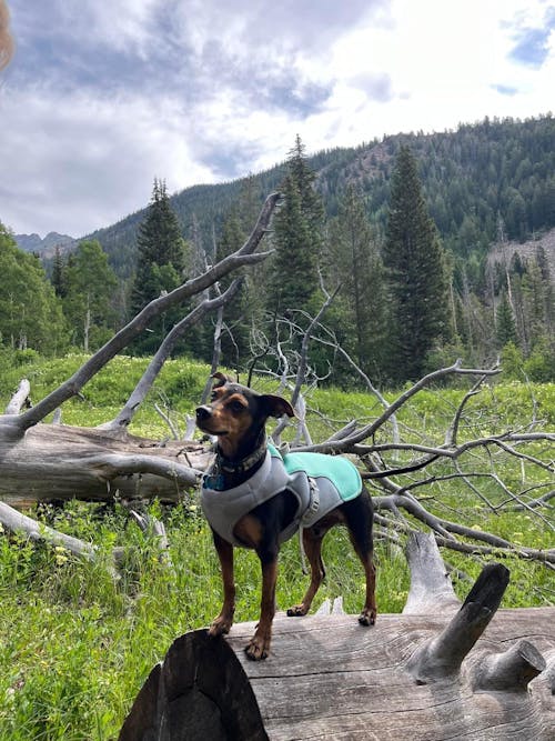 CHILLVEST™ - Cooling vest