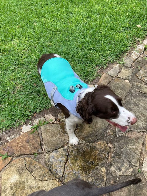 CHILLVEST™ - Cooling vest