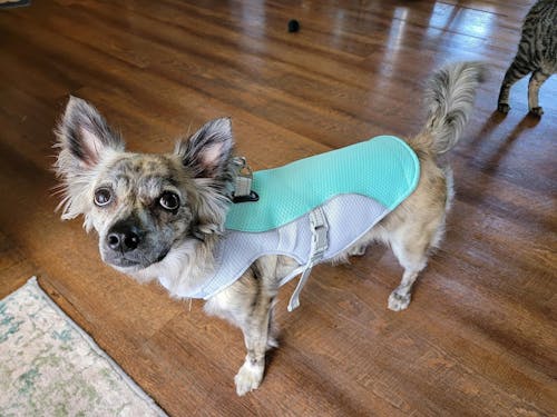 CHILLVEST™ - Cooling vest
