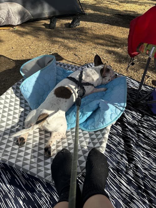 CHILLPAD™ – Cooling Mat for Dogs