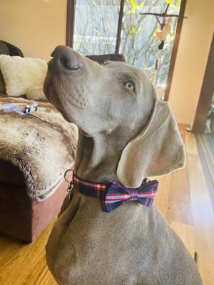 Dog Collar Blue Check | Bold