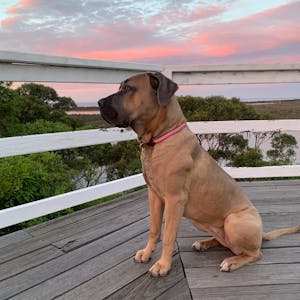 Rope Dog Collar Dusky Pink | Twisted 2.0