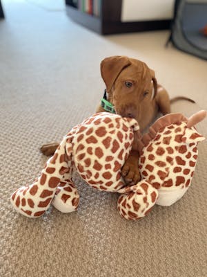 Gerry Giraffe Soft Dog Toy | Rosewood