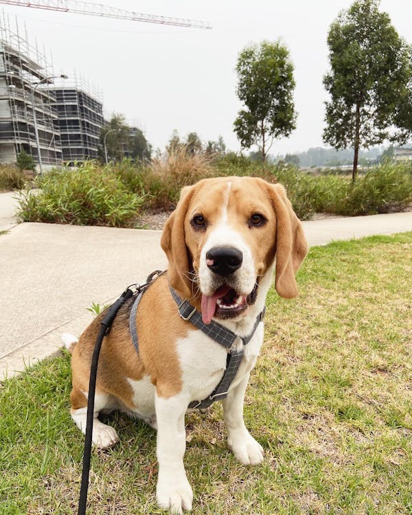 Dog Harness Grey | Dapper