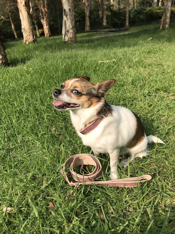 Dog Leash Tartan Red | Brave
