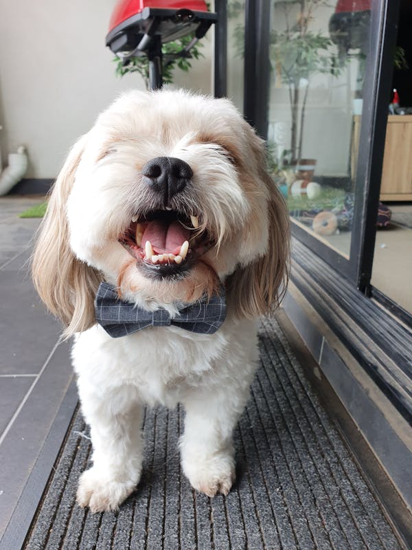 Dog Bow Tie Grey | Dapper