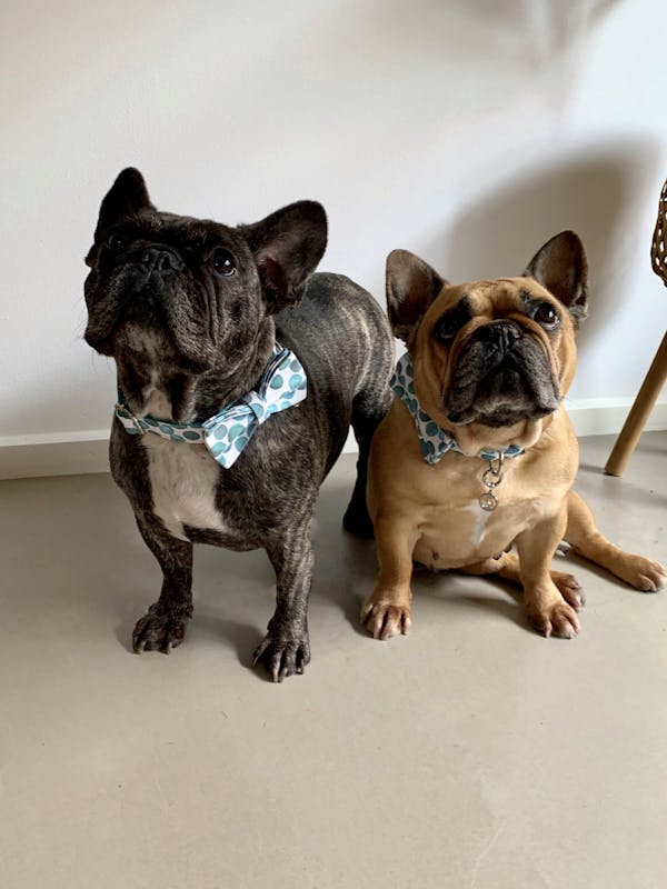 Dog Collar Bubbles | Fierce