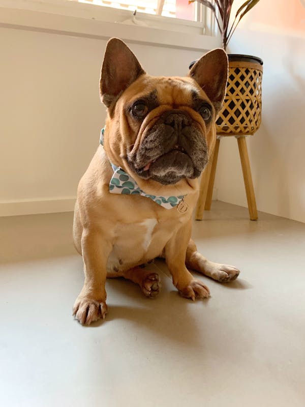 Dog Bow Tie Bubbles | Fierce