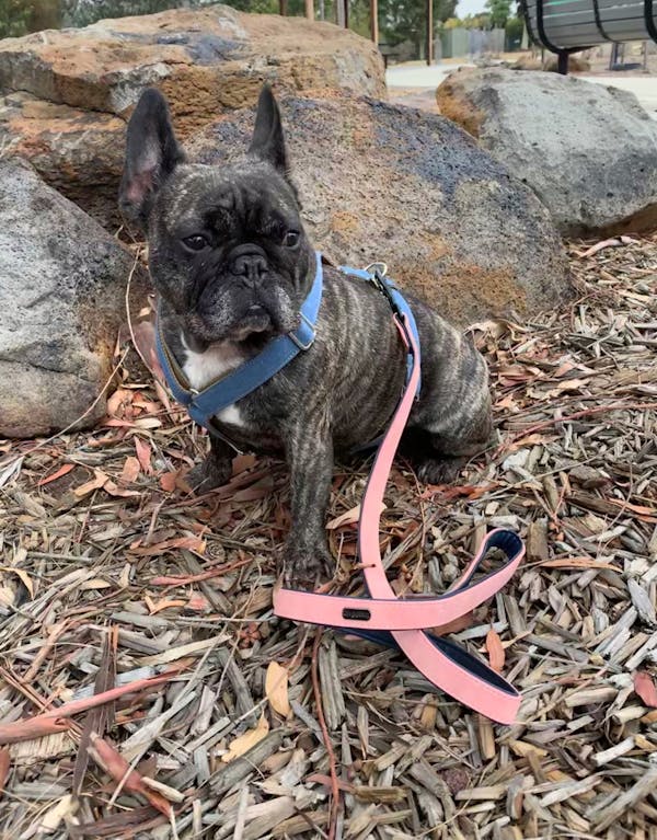 Dog Leash Blush Pink | Loyal