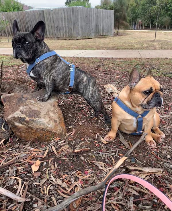 Dog Harness Dark Denim | Timeless