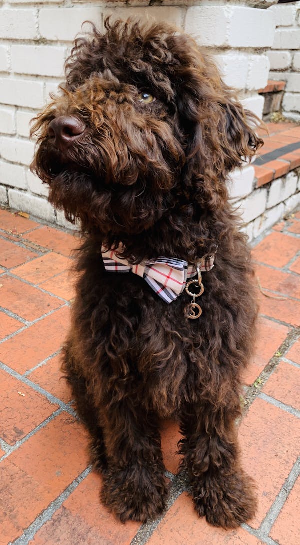 Dog Collar Cream Check | Bold