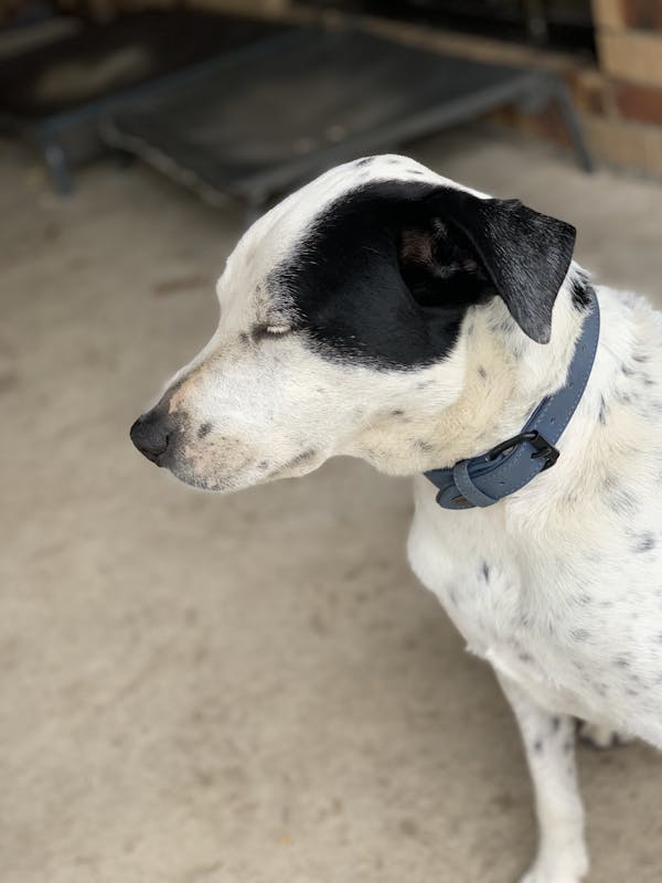 Dog Collar Steel Blue | Loyal