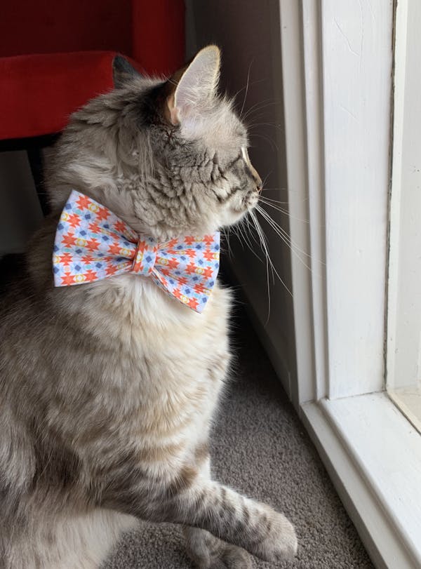 Dog Bow Tie Carnival | Fierce