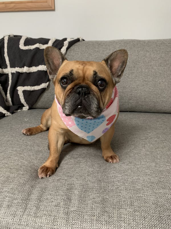 Dog Bandana Pink | Hearts