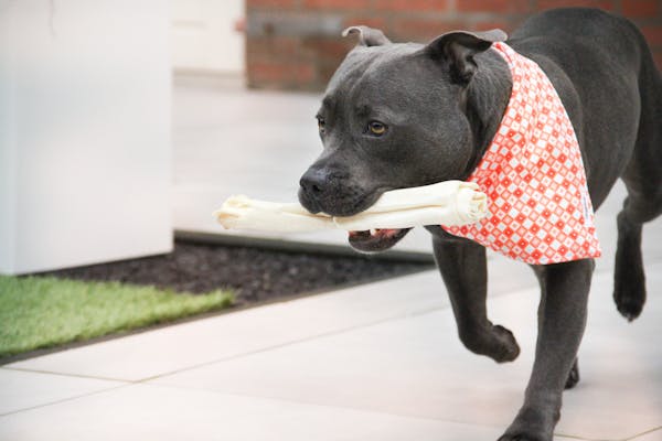 Dog Bandana Hipster | Fierce
