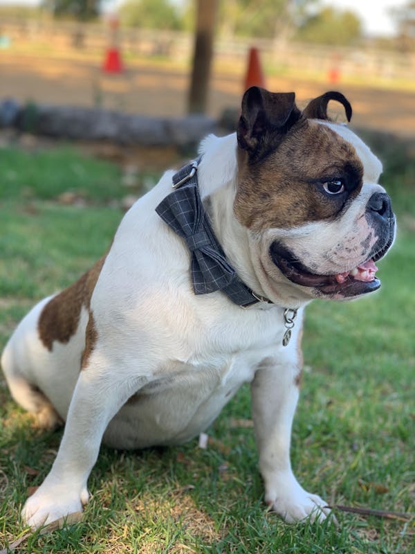 Dog Bow Tie Grey | Dapper
