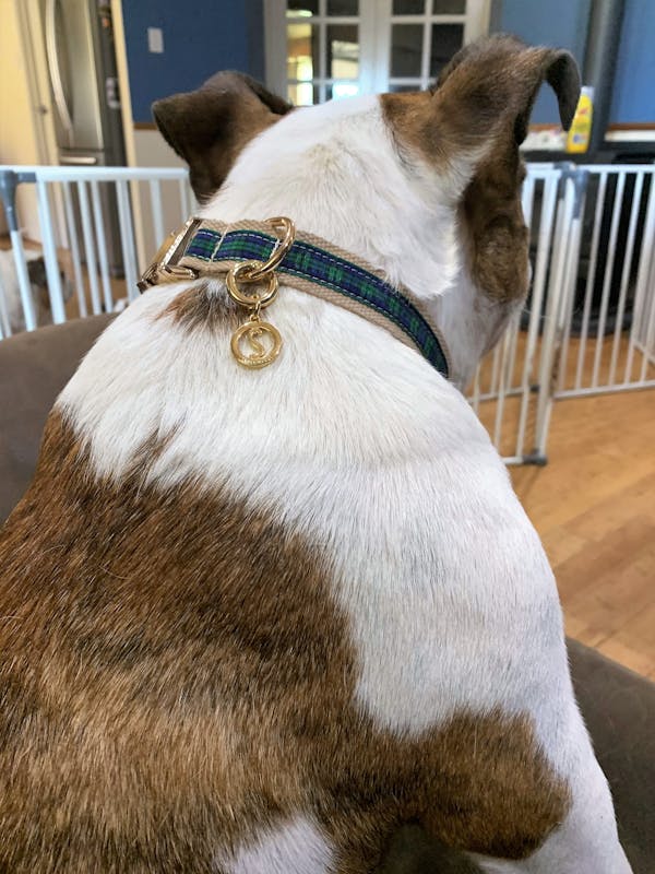 Dog Collar Tartan Blue | Brave