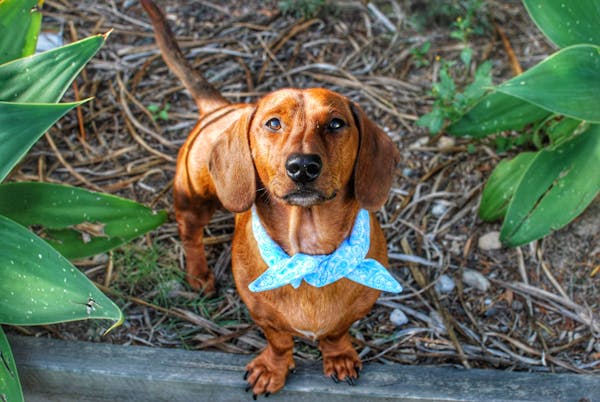 Dog Bandana Blue Paisley | Refined