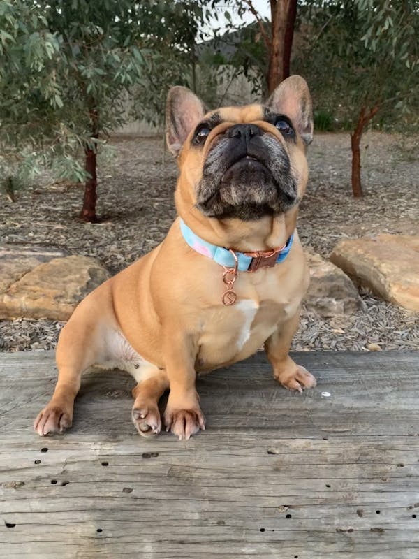 Dog Collar Fantasy | Fierce