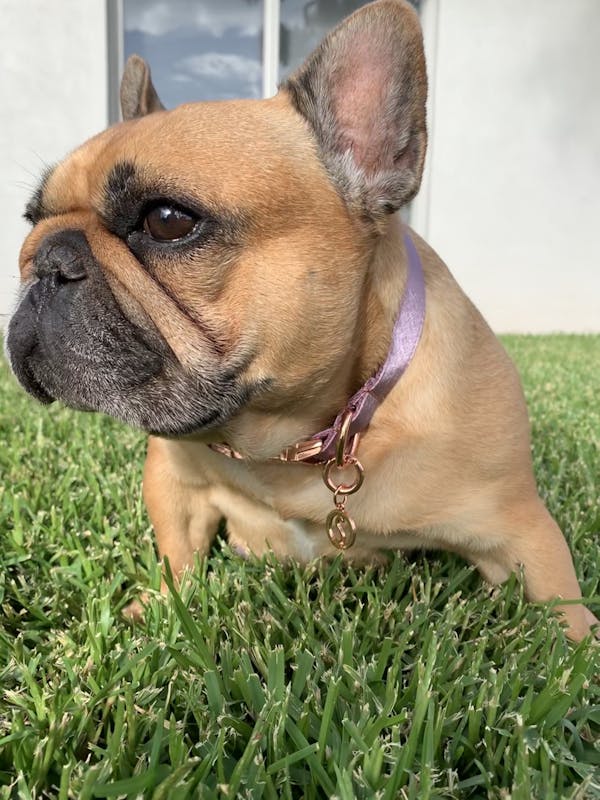 Dog Collar Lilac Purple | Glamorous